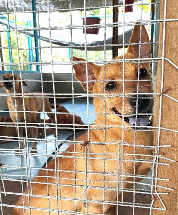 Animal Shelter Donation